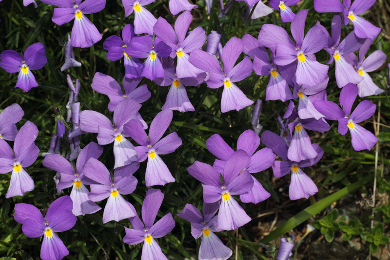 Viola bertolonii / Viola di Bertoloni